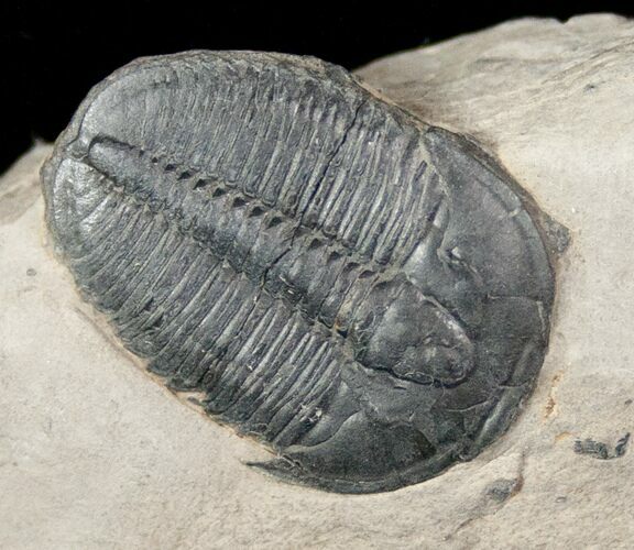 Elrathia Trilobite In Matrix - Utah #12504